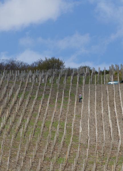 Weingut & Gaestehaus Schmitz-Bergweiler Bernkastel-Kues Exteriör bild